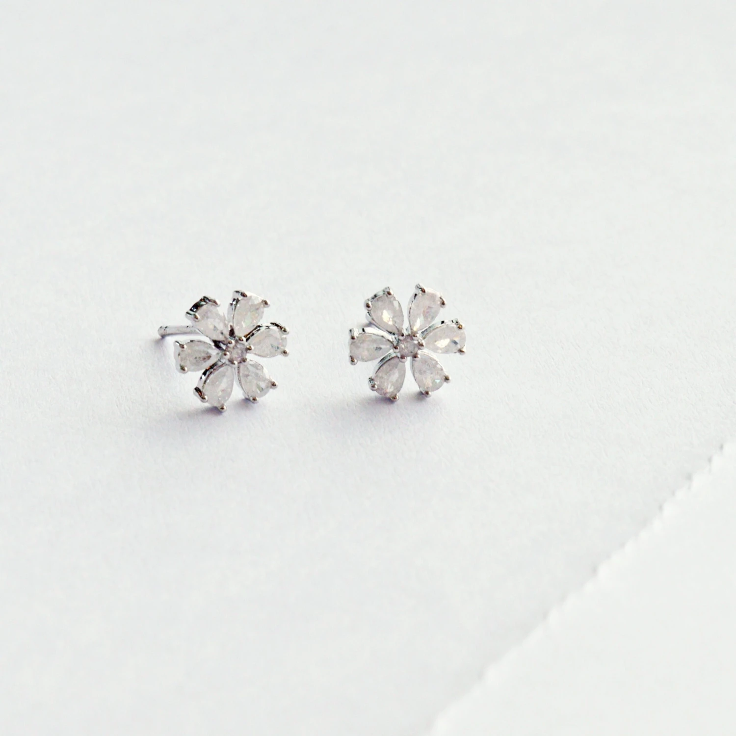 Puces Cassia 5 Puces Cassia – Image 5