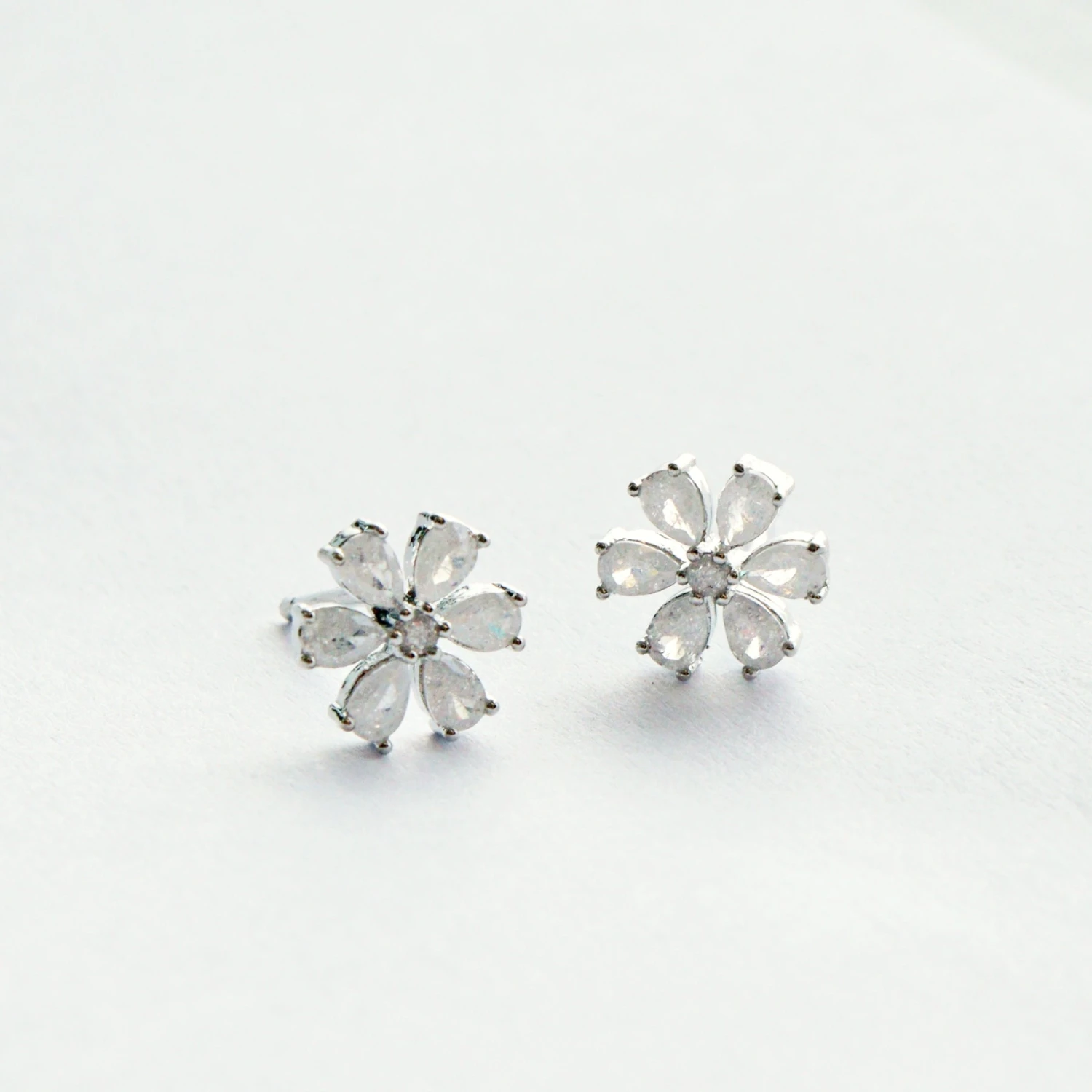 Puces Cassia 4 Puces Cassia – Image 4