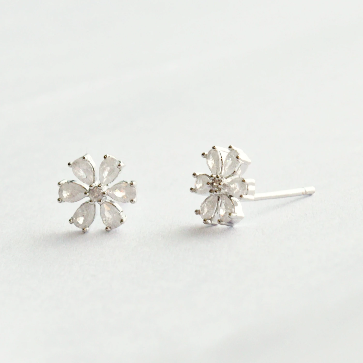 Puces Cassia 6 Puces Cassia – Image 6